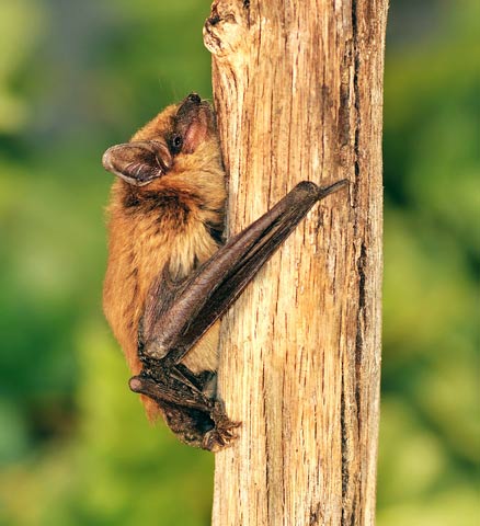 brown bat on tree