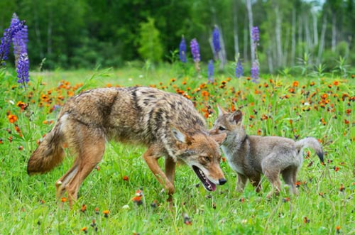 coyote and pup