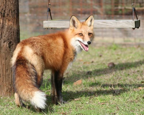 fox near swing