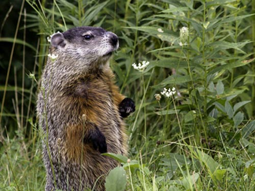 standing groundhog