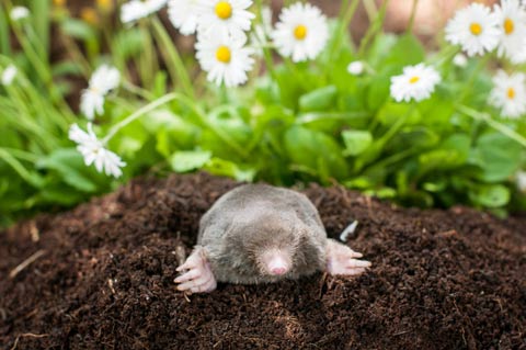 mole with sunflower