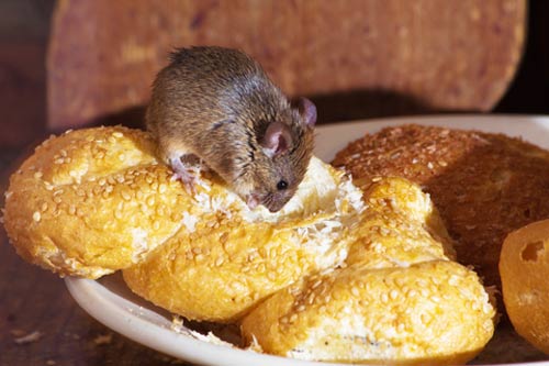 mouse eating bread