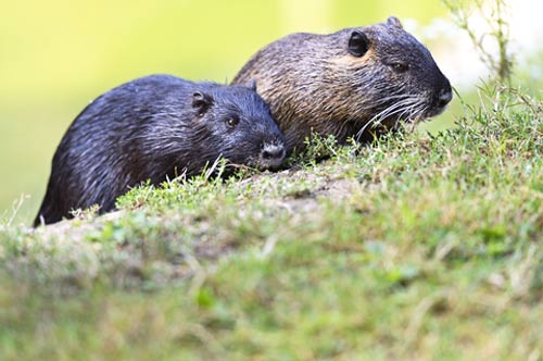 muskrats