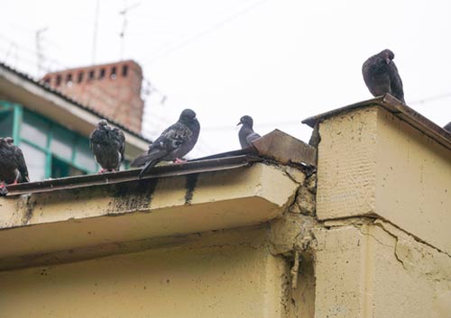 pigeons on roof