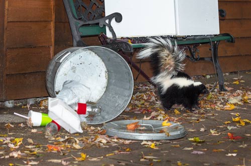 skunk tipped trash