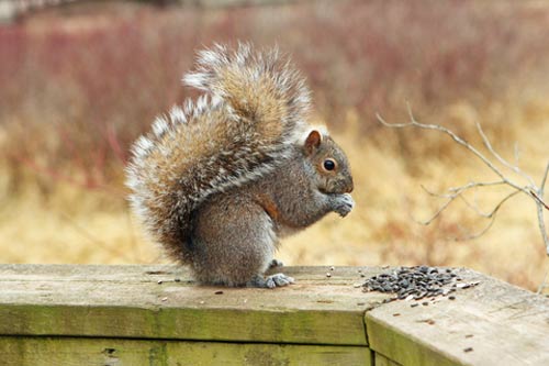 squirrel on railing